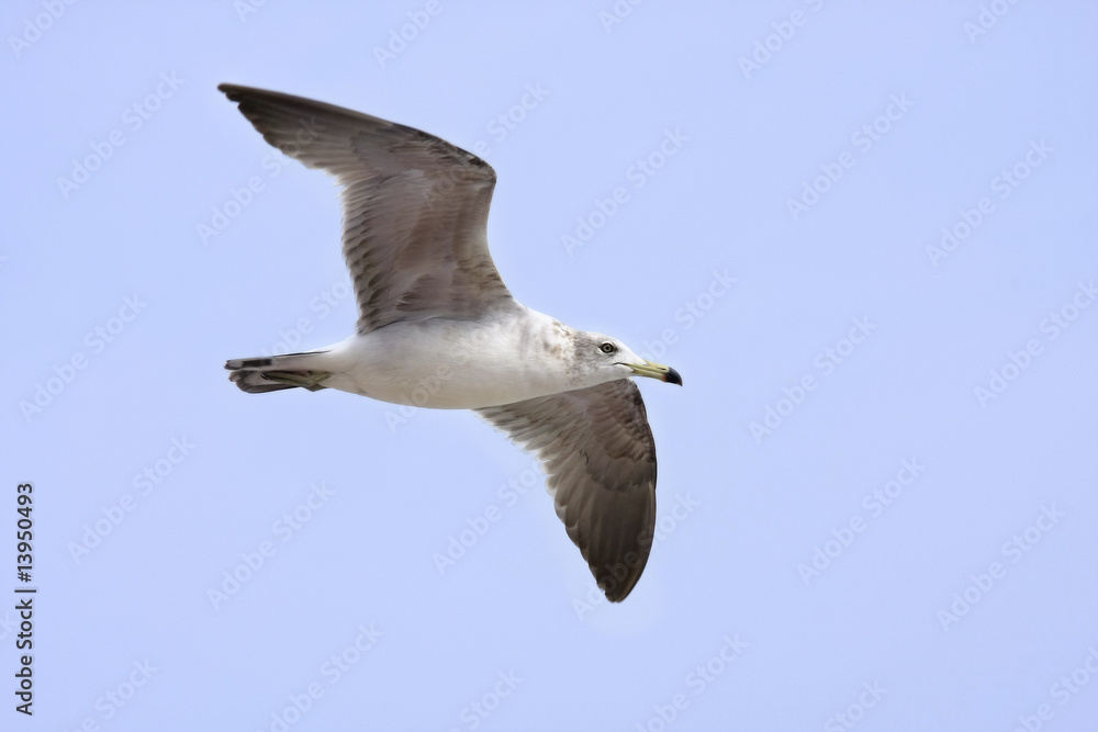 Obraz premium Seagull In Flight