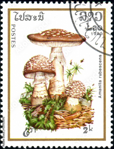Postes Laos. Amanite rubescens. Timbre postal. 1985 photo