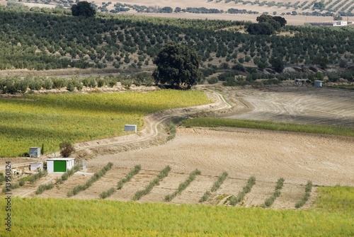 Olive farm in Andalucia  Spain