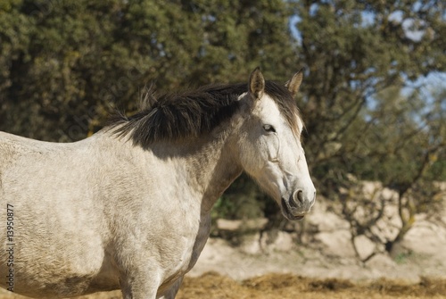Andalusian Horse.. © Vibe Images