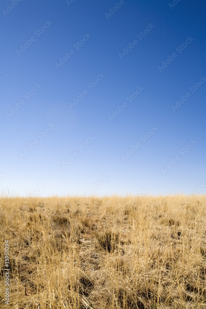 Obraz premium Desert grass