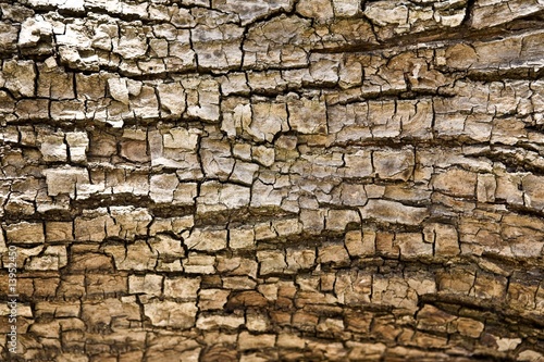 Tree bark