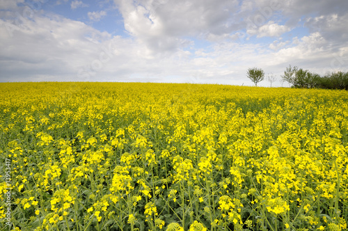 Yellow field