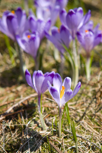 Violet crocus flowers © Fotografik