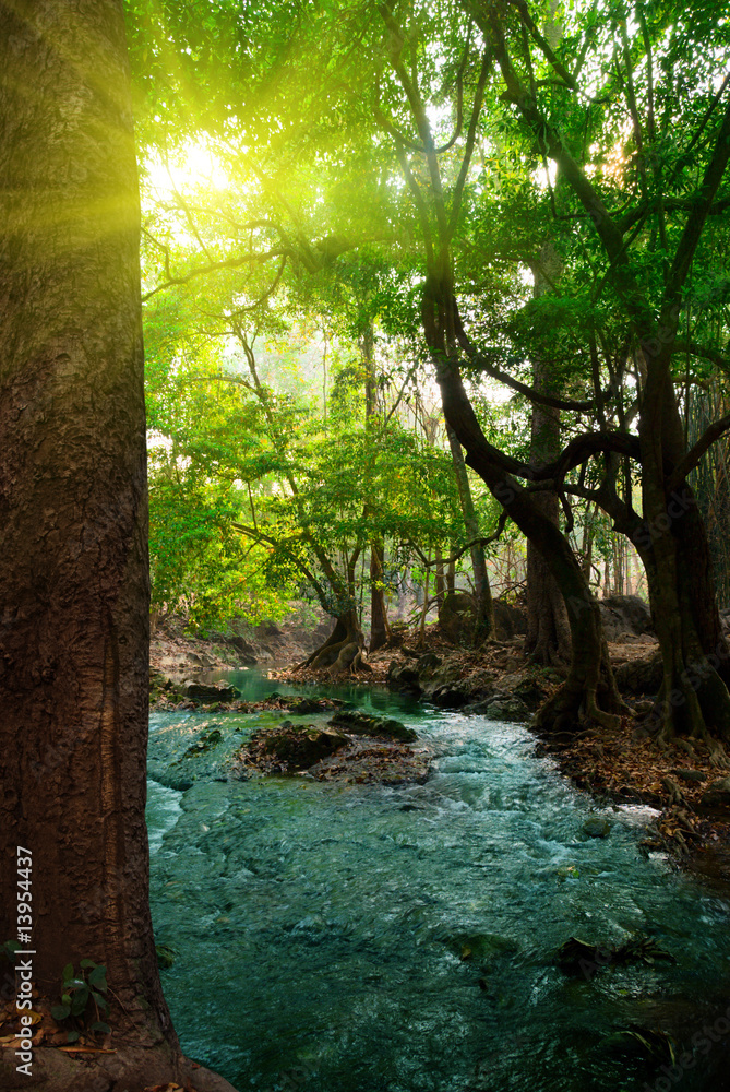 Fototapeta premium river in deep forest