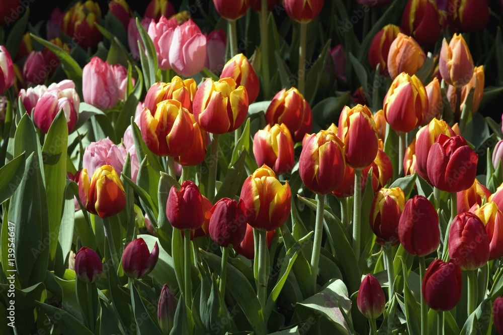 Tulips