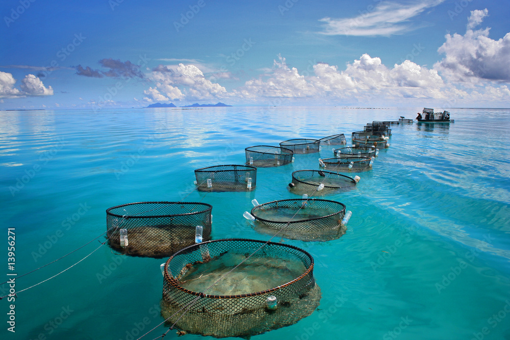 Naklejka premium Rybołówstwo morskie w morzu tropikalnym