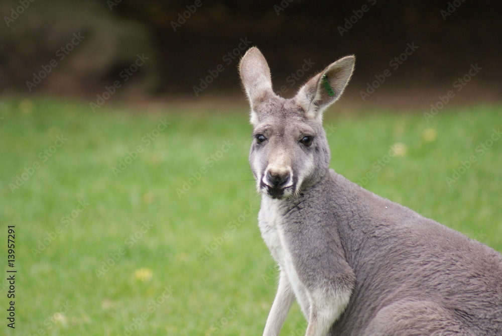 Agile Wallaby Agile Wallaby