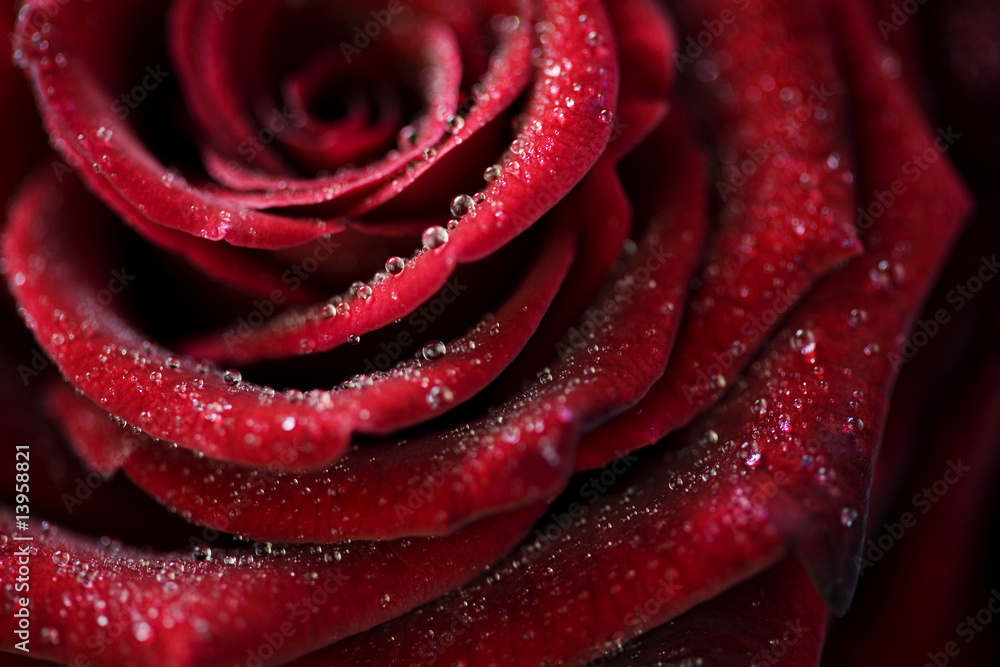 Rose Rose