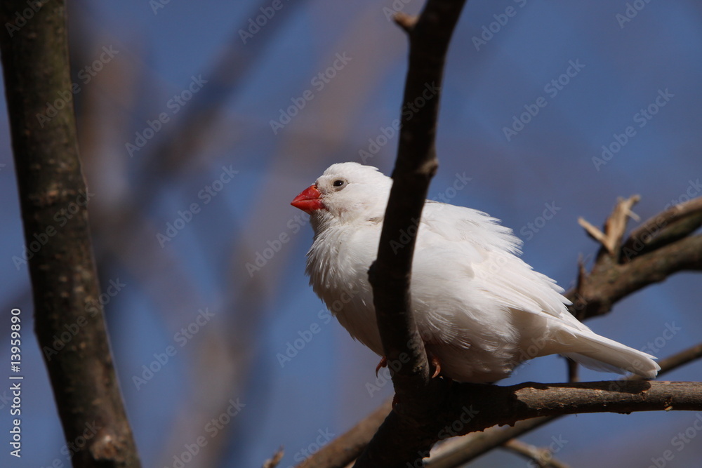 Obraz premium Weißer Zebrafink