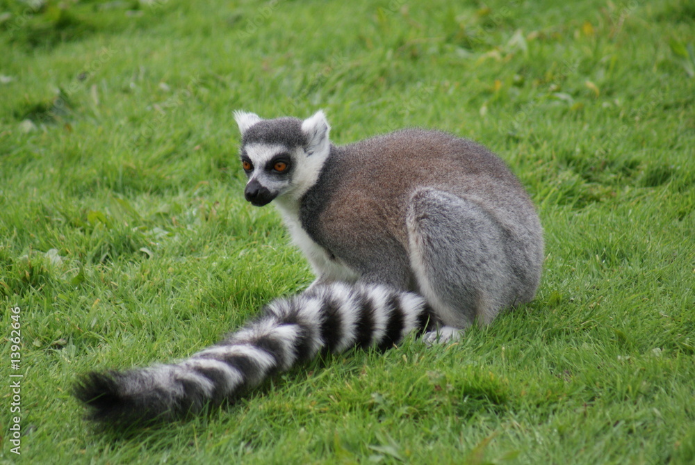 Obraz premium Ring-tailed Lemur