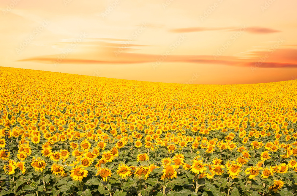 Fototapeta premium Sunflower Field