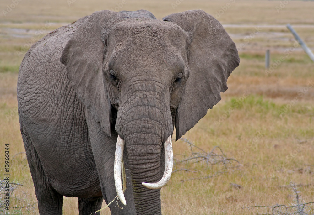 Obraz premium Afrikanischer Elefant, Kenia