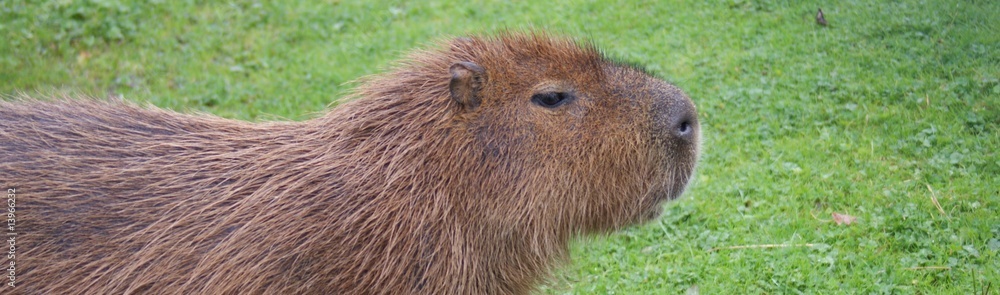 Capybara Capybara