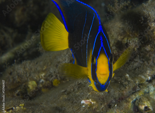 Juvenile Blue Angelfish-Holocanthus bermudensis photo