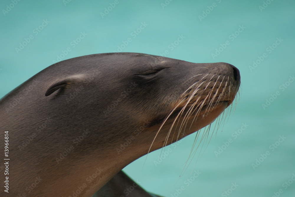 Fototapeta premium California Sealion - Portrait