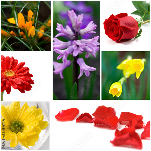 Fototapeta Naklejka Na Ścianę i Meble -  flowers