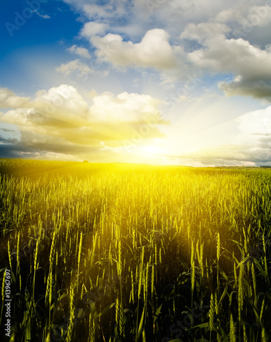 wheaten field and cloudy sky
