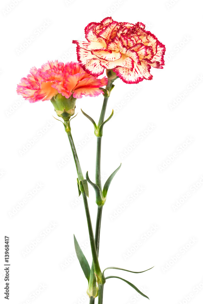 fresh carnation fresh carnation