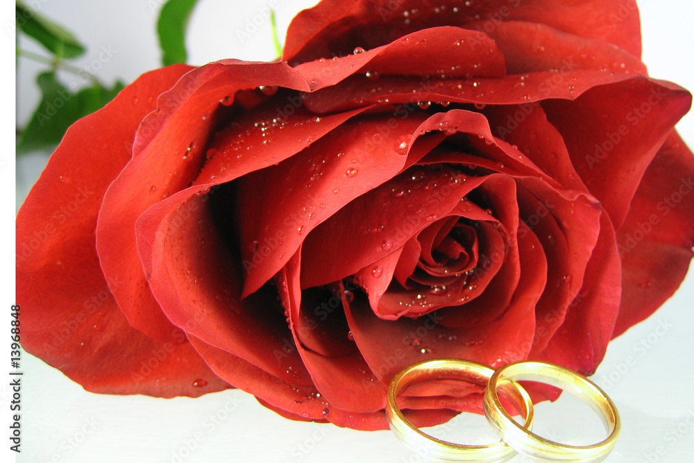 Naklejka premium Rose und Ringe