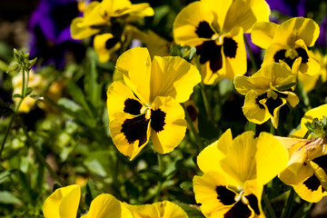 Fototapete Veilchen Wildes Stiefmütterchen Viola Tricolor  © dinostock