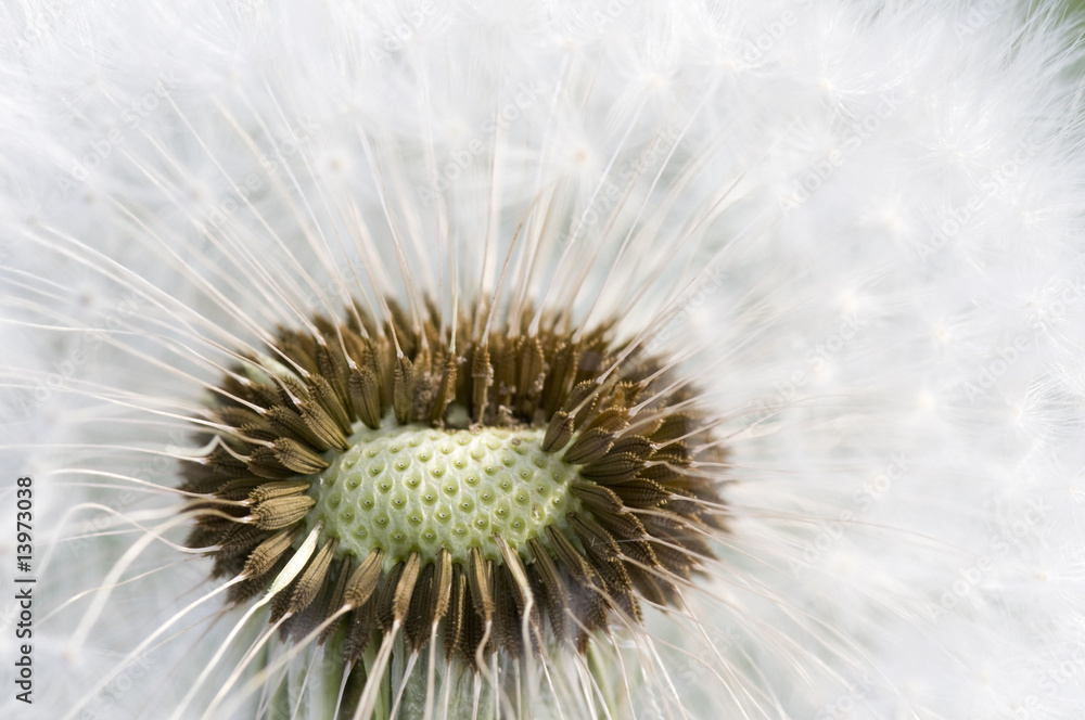 Obraz premium Dandelion Seed