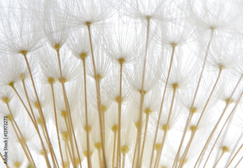 soft white dandelion seeds