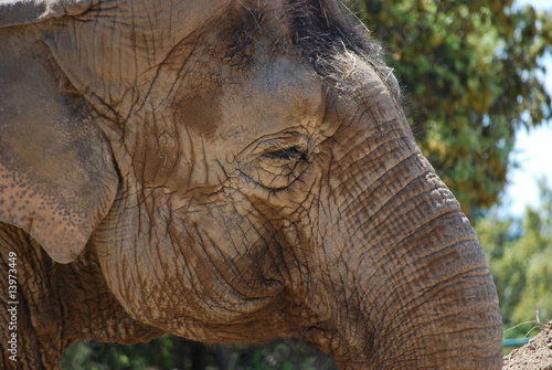 Tête d'éléphant photo