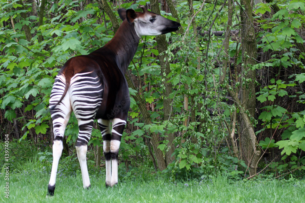 Fototapeta premium Okapi