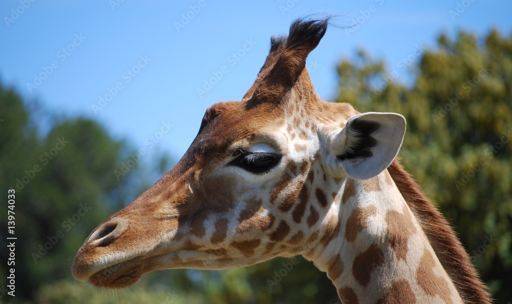 Naklejka premium Tête de girafe