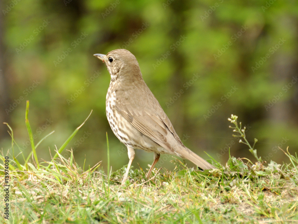 thrush