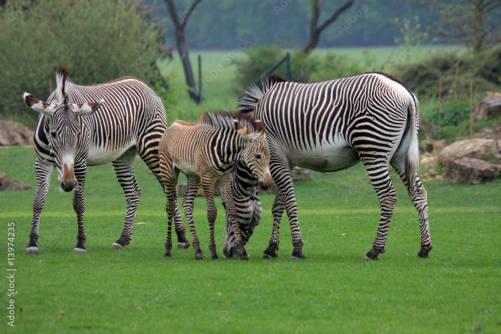 Obraz premium Zebra