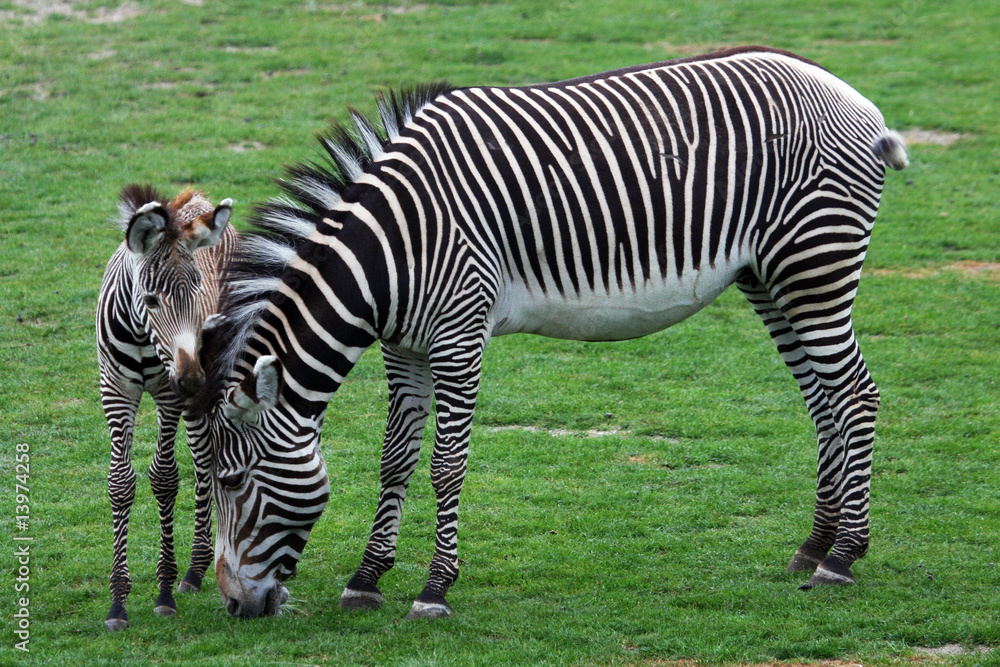 Zebra