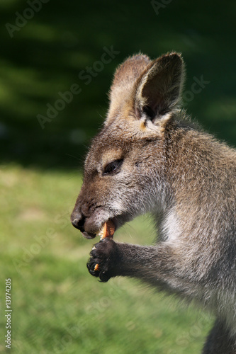 Brot fressendes Bennett-Känguru © Martina Berg