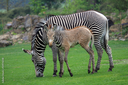 Zebra