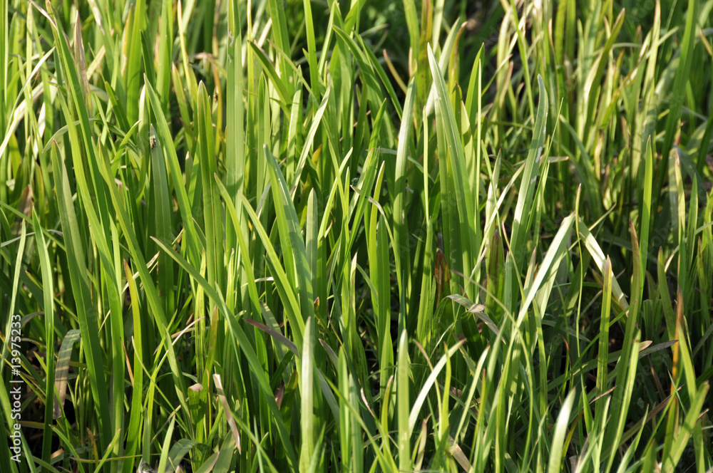 Fototapeta premium green grass