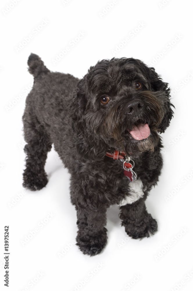 Black Bichon-Cocker Spaniel dog