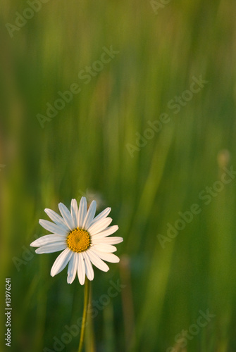 Single Daisy - einzelne Margarite