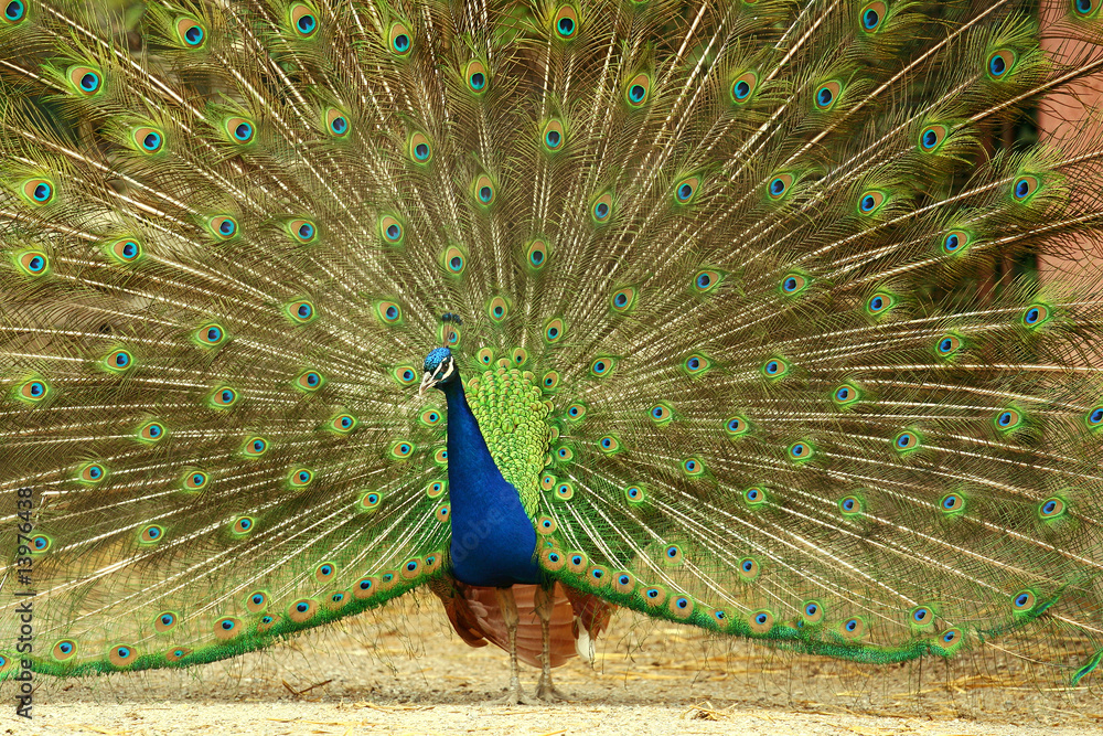 Obraz premium pavone