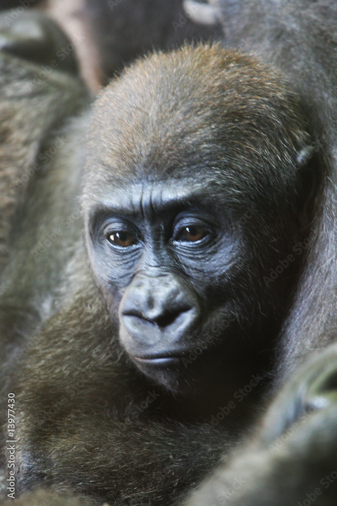 bébé orang outang bébé orang outang