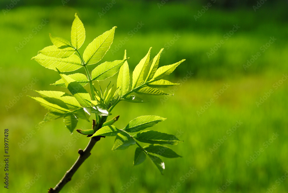 Branch Branch