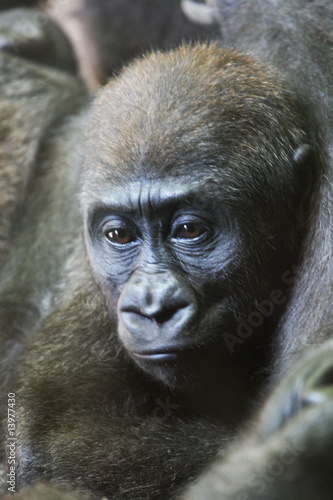Fototapeta Naklejka Na Ścianę i Meble -  bébé orang outang