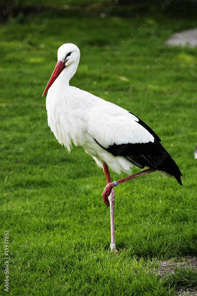 Fototapeta premium Weißstorch