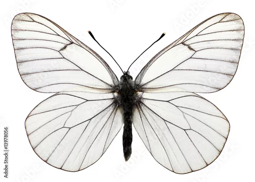 Obraz Przycinanie motyli Le Gazé Aporia crataegi