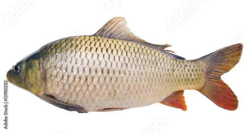 big fat carp isolated on white background