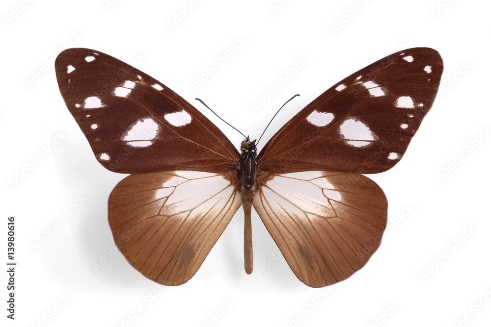 Obraz premium Amauris tartarea