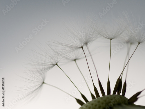 Dandelion Seeds
