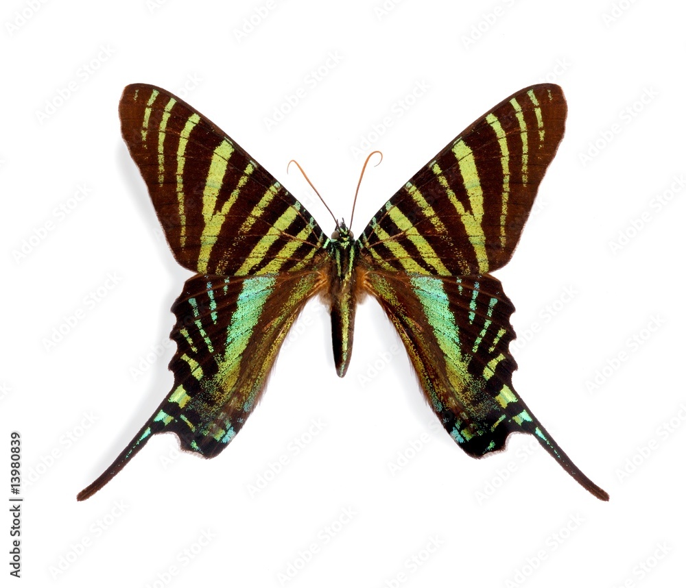 Obraz premium Urania boisduvalii