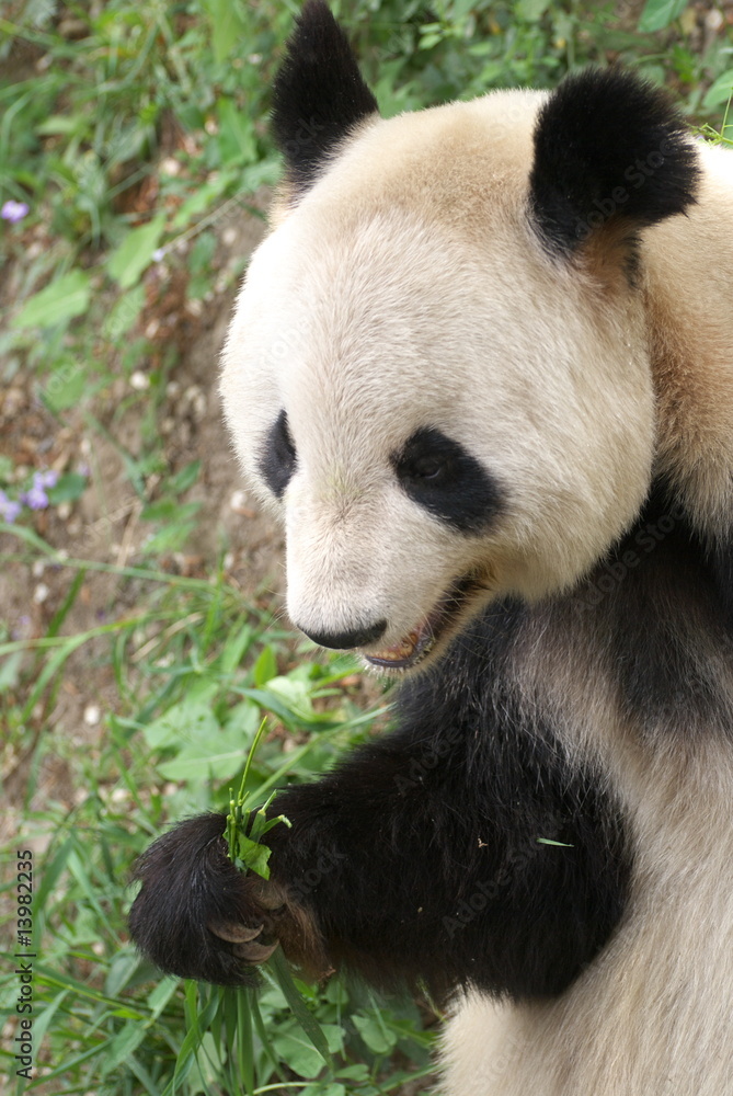 giant panda giant panda