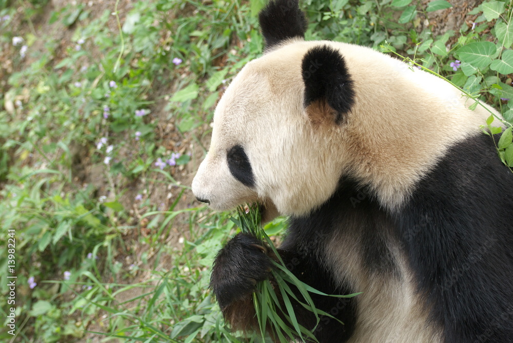 Obraz premium giant panda
